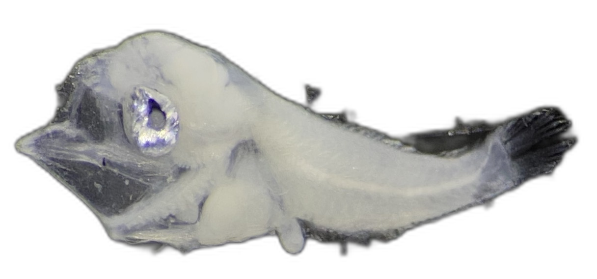 Ambassis gymnocephalus