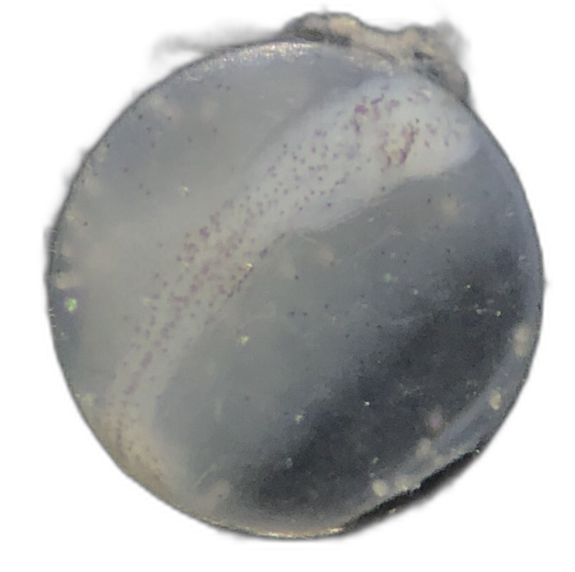 Alepes kleinii