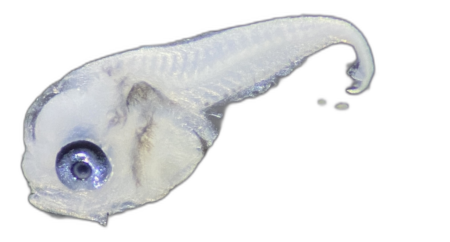 Larvae — 11Q25H7L