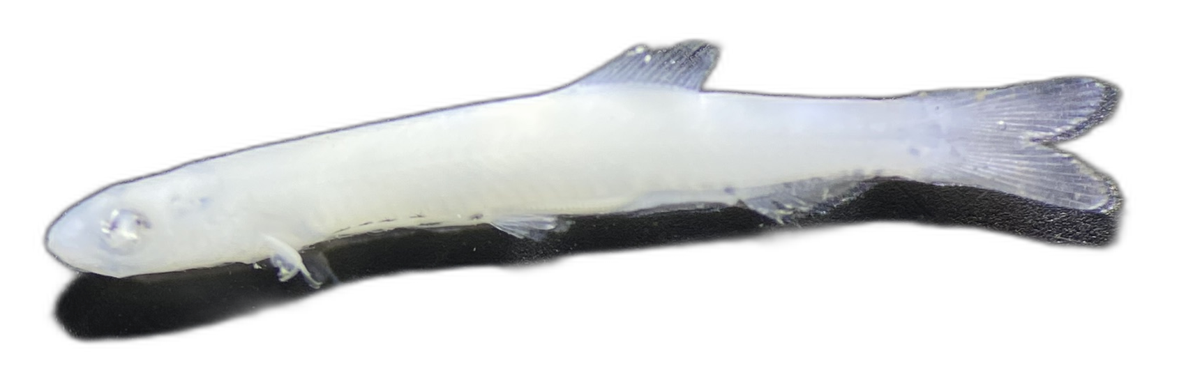 Escualosa thoracata