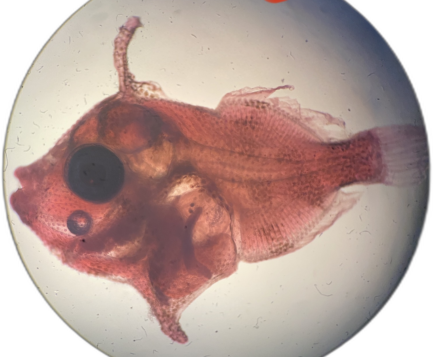 Larvae — 17N13H1L