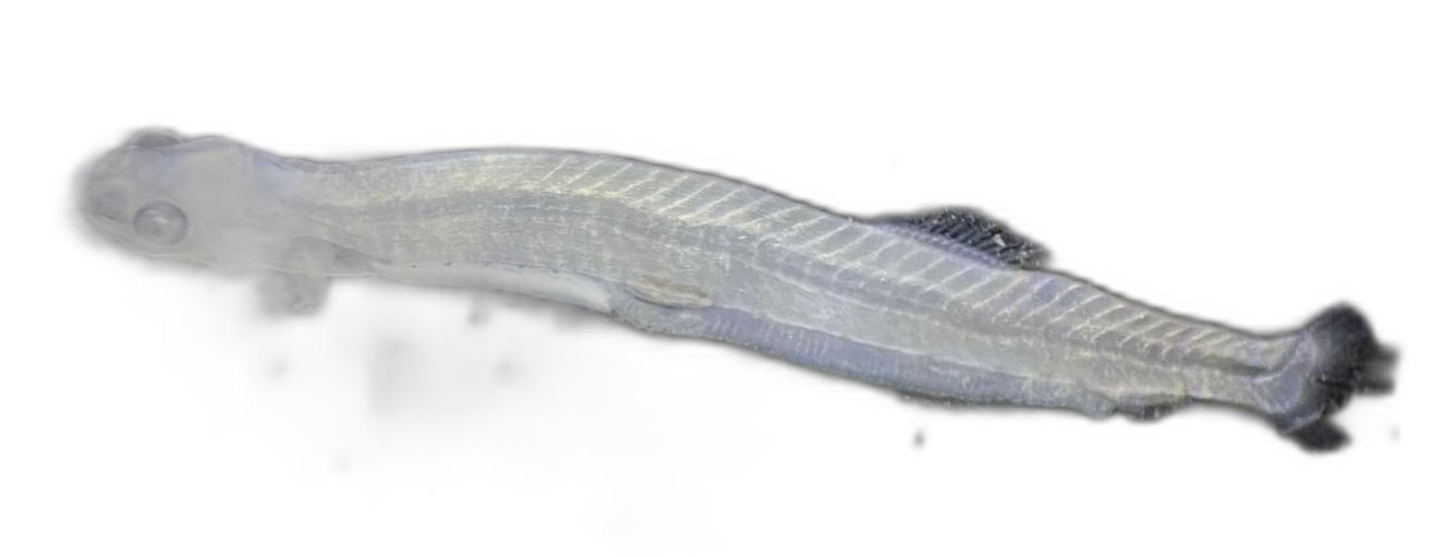 Larvae — 197B75H1L