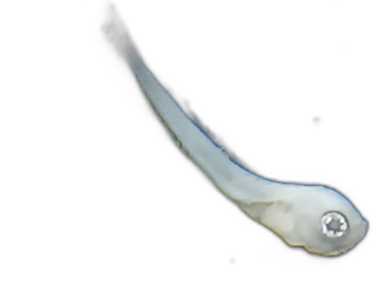 Larvae — 198B75H2L