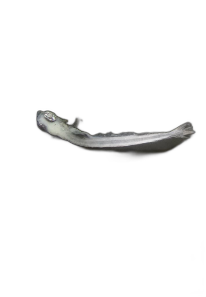 Larvae — 213Q145H10L