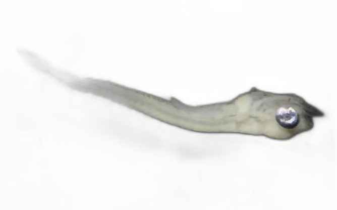 Larvae — 215Q145H11L