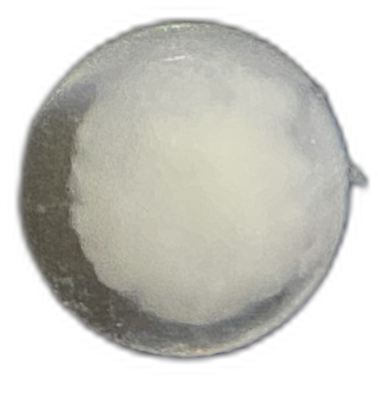 Paramugil parmatus