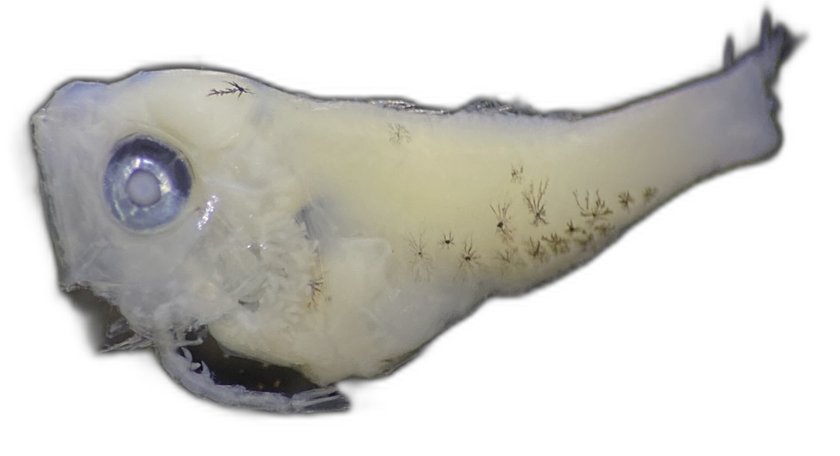 Larvae — 308Q85H1L