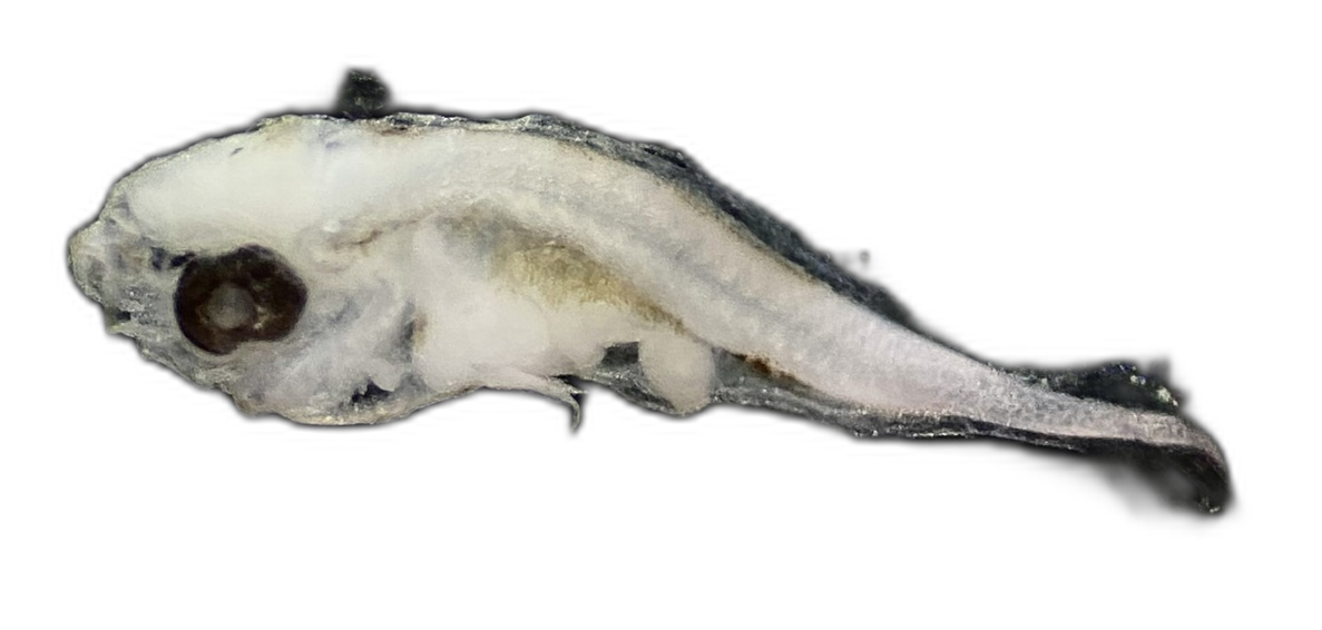 Larvae — 330Q75H1L