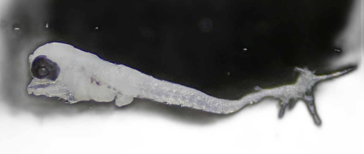 Terapon jarbua