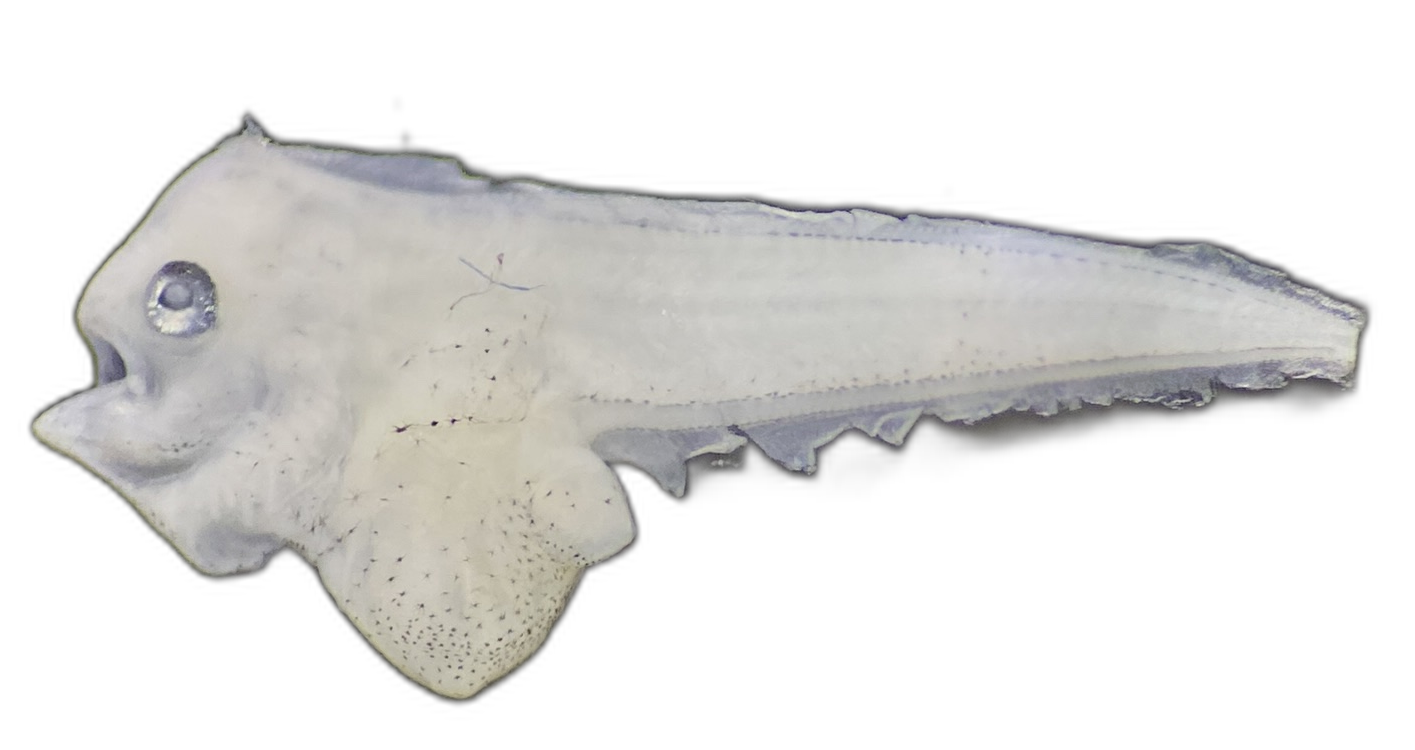 Cynoglossus puncticeps