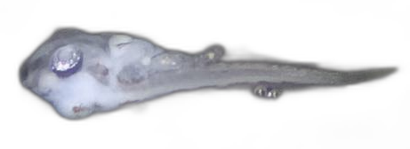 Larvae — 441B88H2L