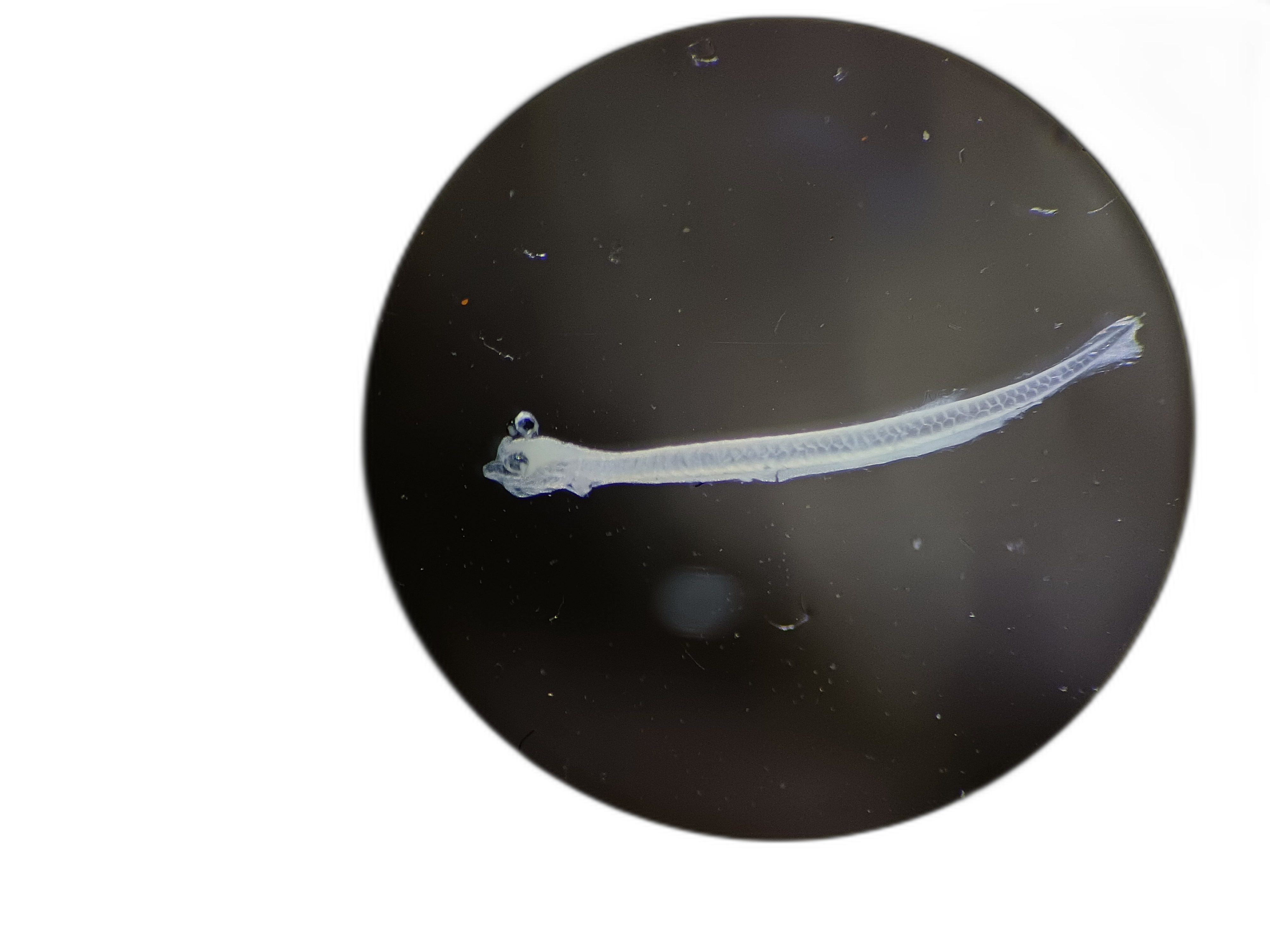Anodontostoma chacunda