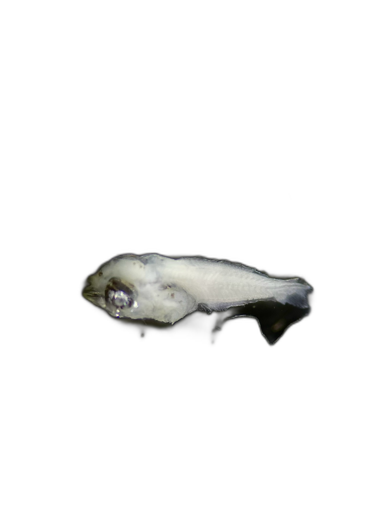 Larvae — 535N139H3L
