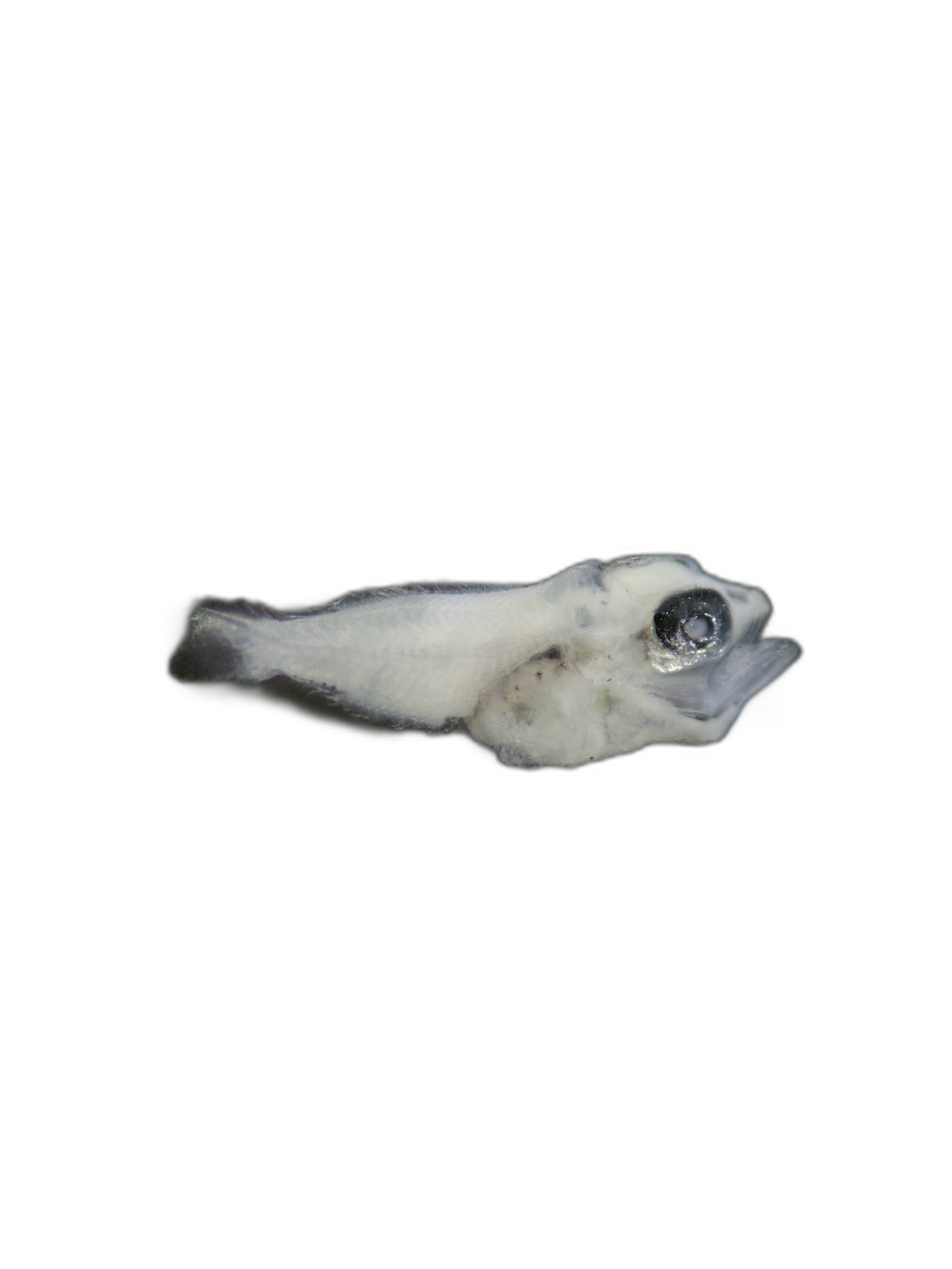 Larvae — 536N139H4L