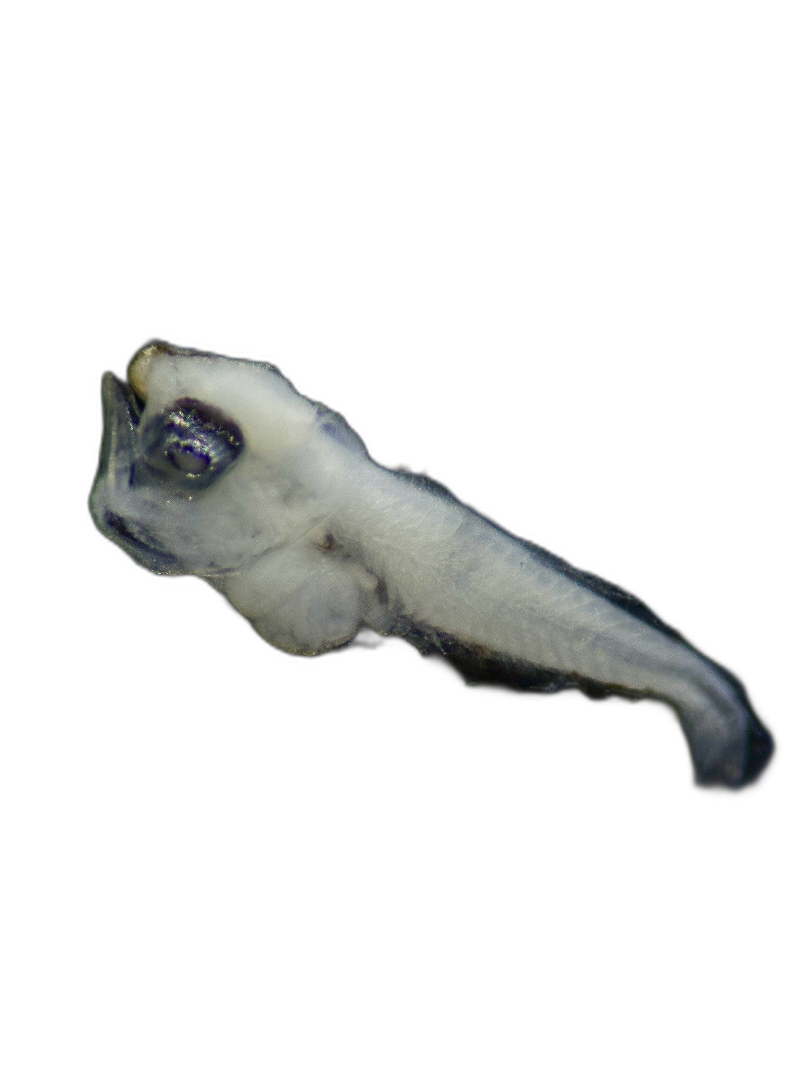 Larvae — 537N139H5L