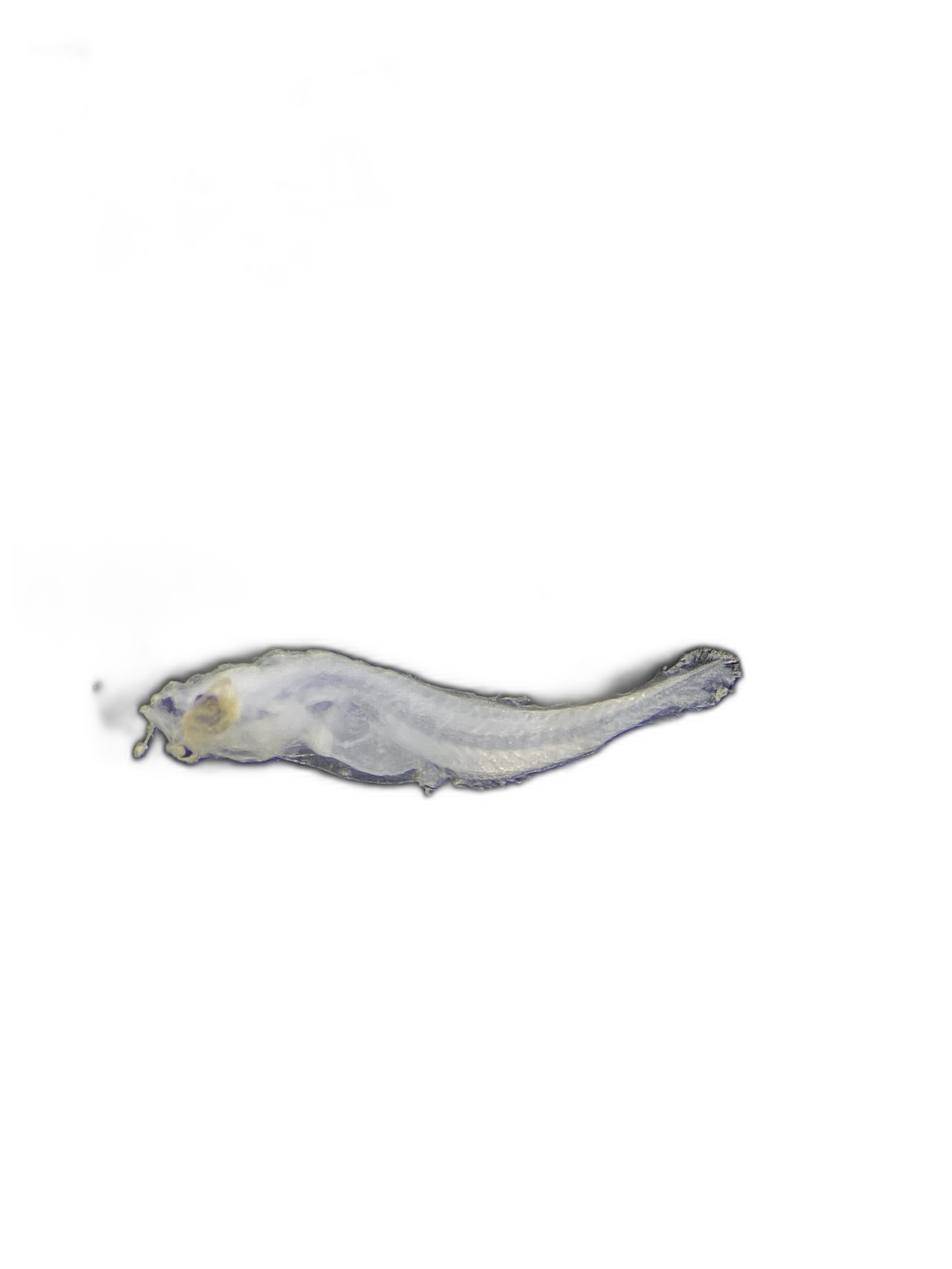 Larvae — 539N139H7L