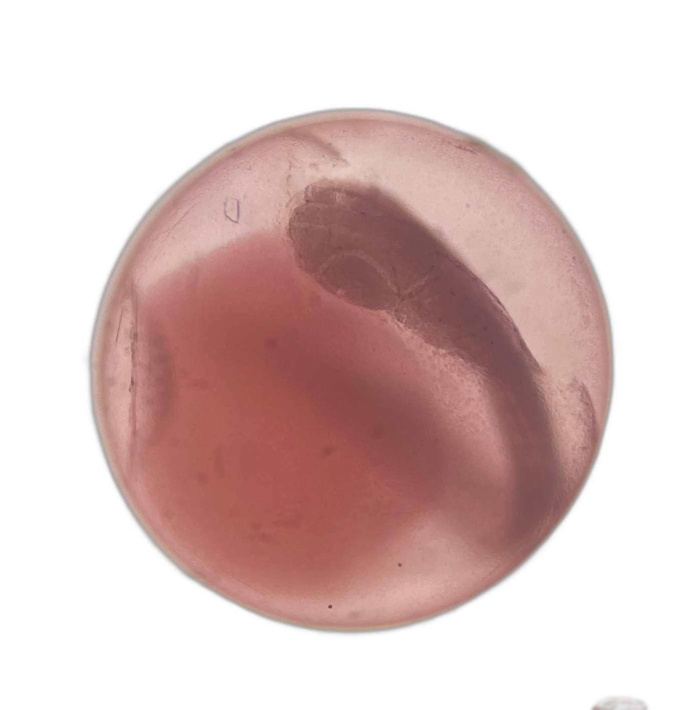 Eggs — 53H134H2E