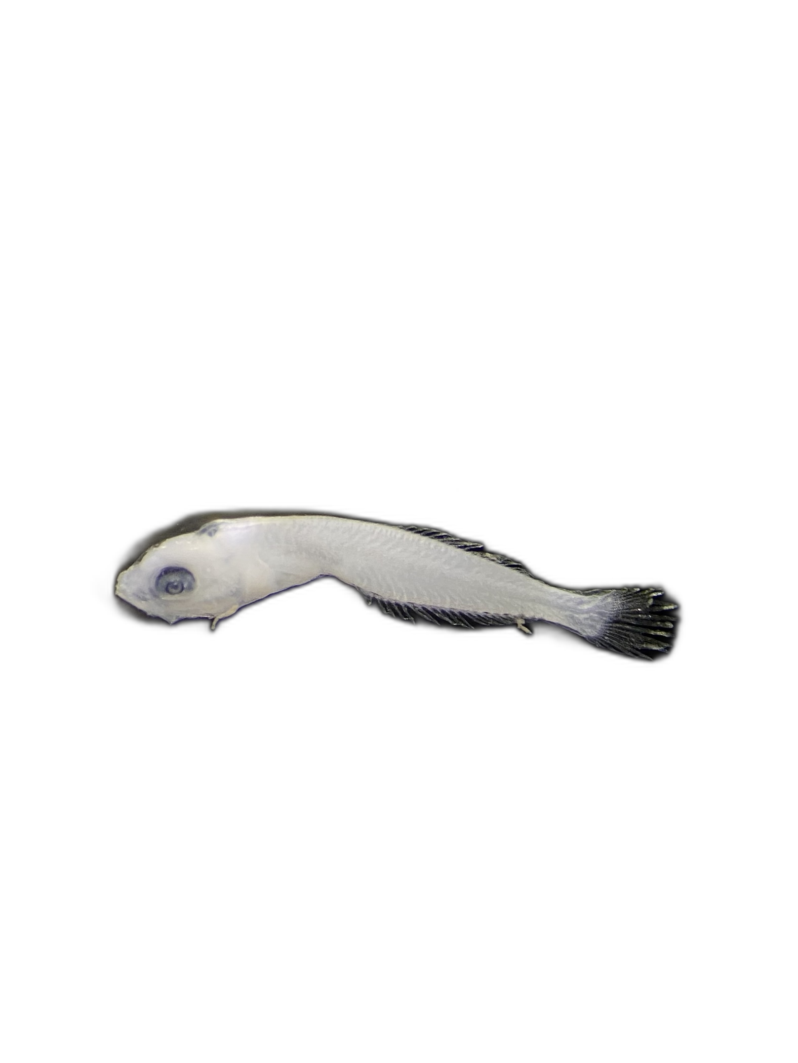 Larvae — 547N149H10L