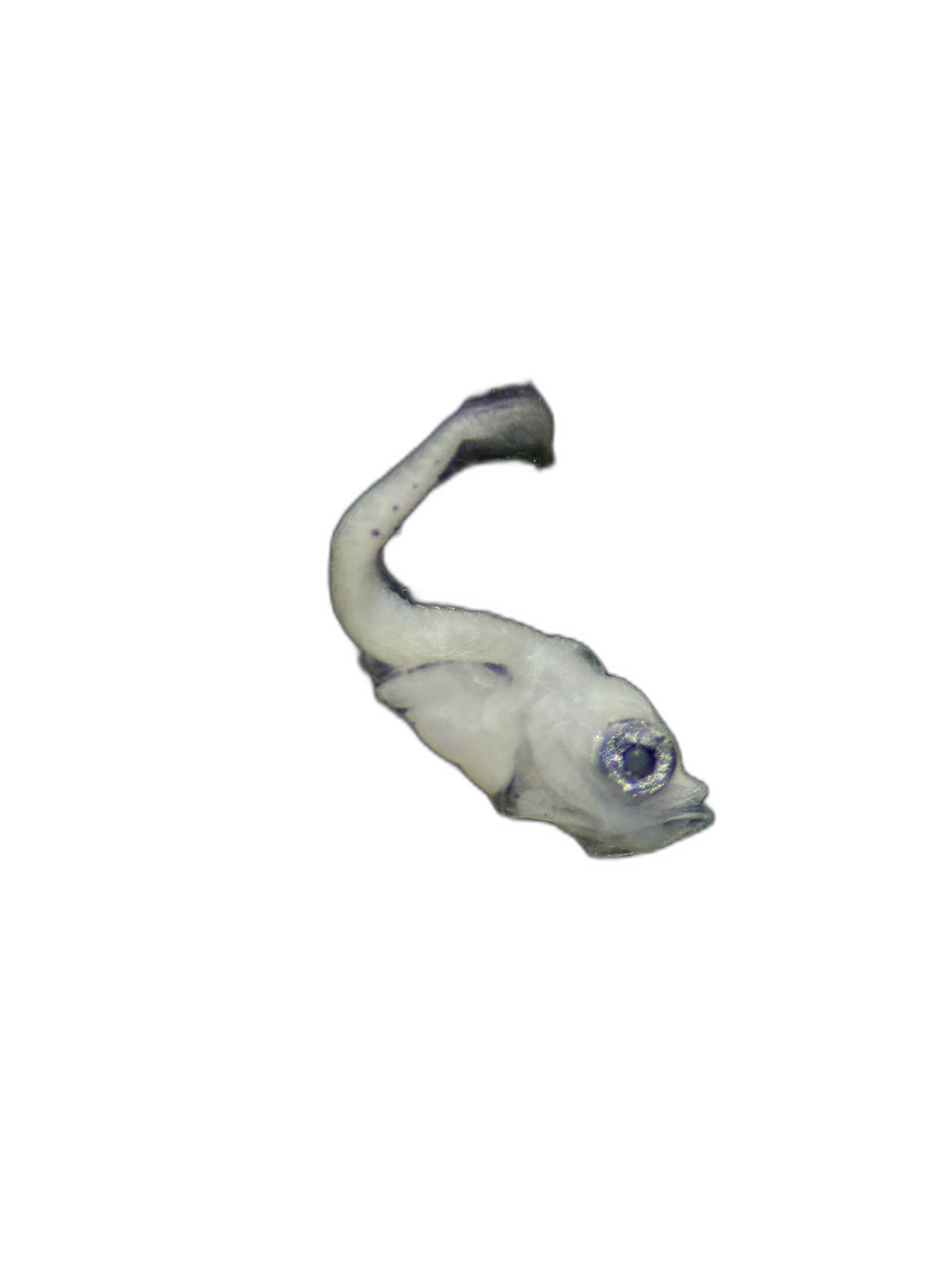 Larvae — 548N149H11L