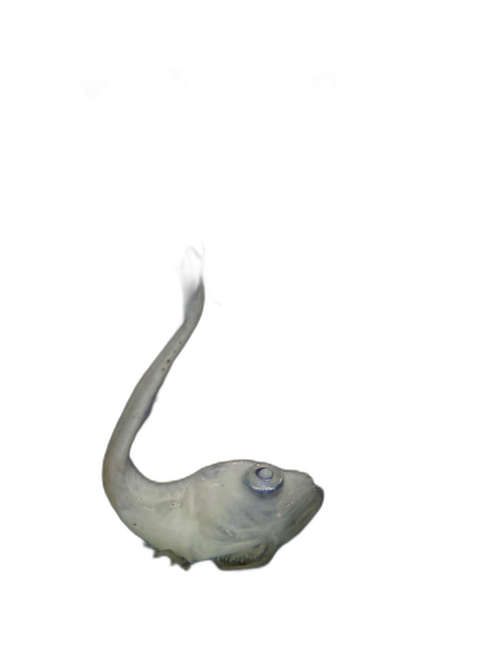 Larvae — 568N113H10L
