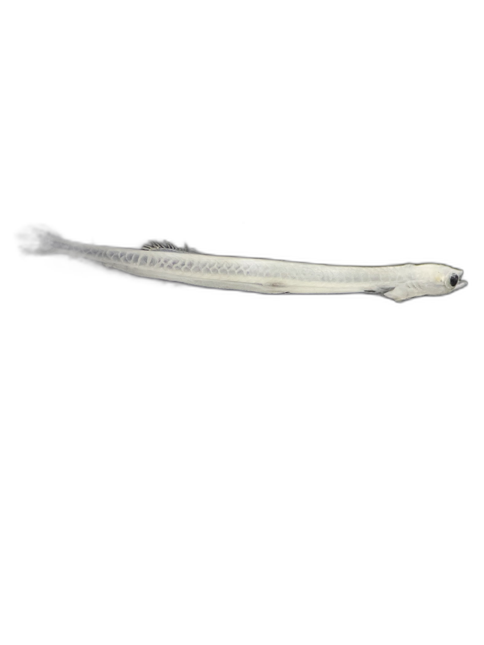 Larvae — 721BTr87H1L