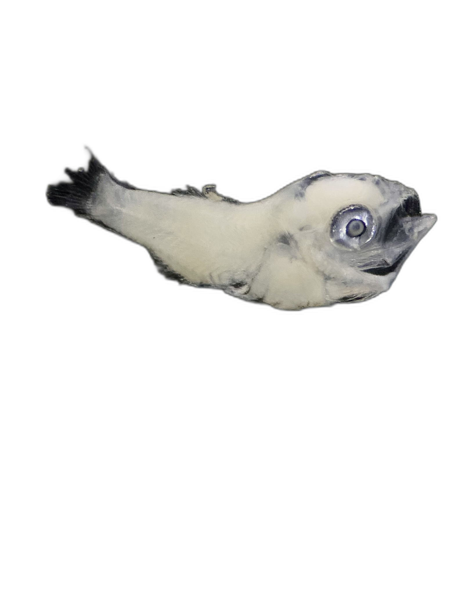 Larvae — 726BTr47H3L