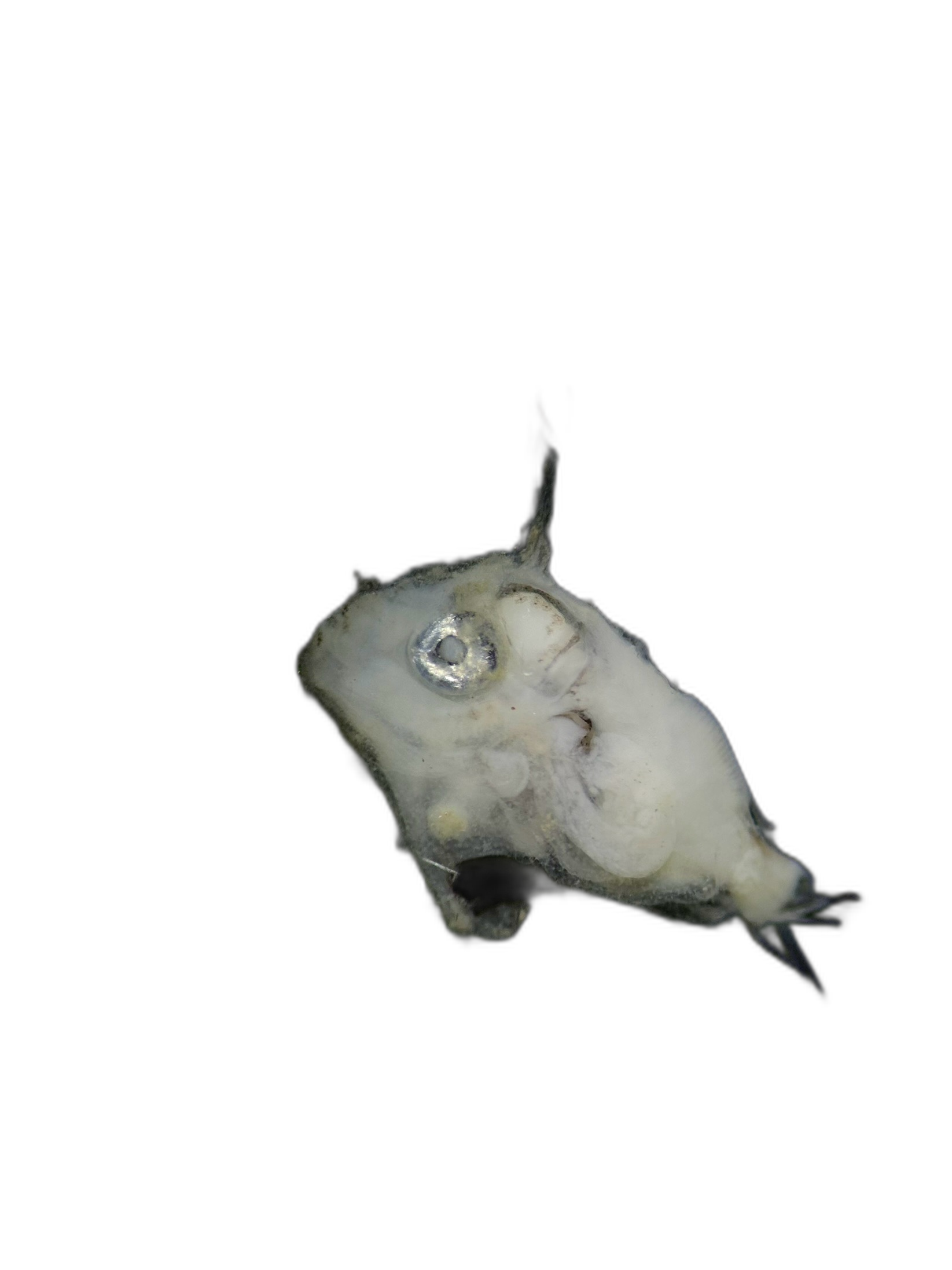 Larvae — 727BTr47H4L