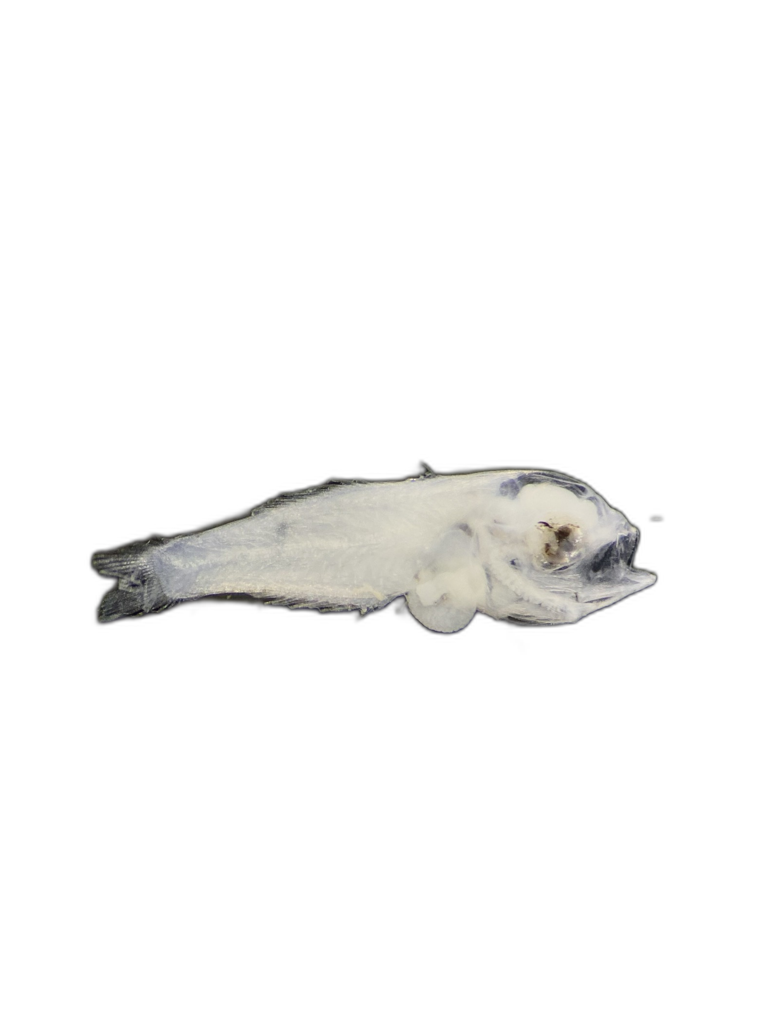 Larvae — 741BTr17H2L