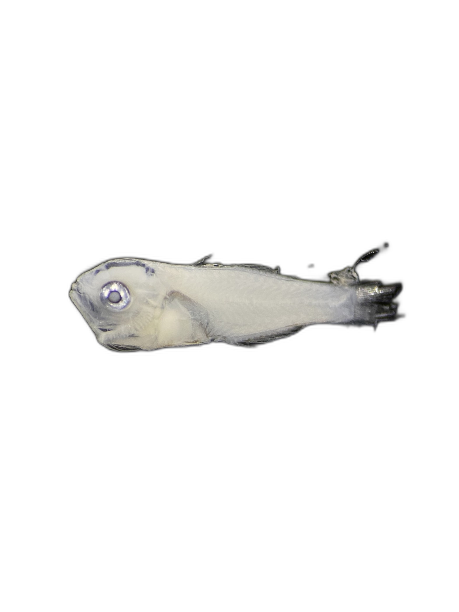 Larvae — 742BTr17H3L