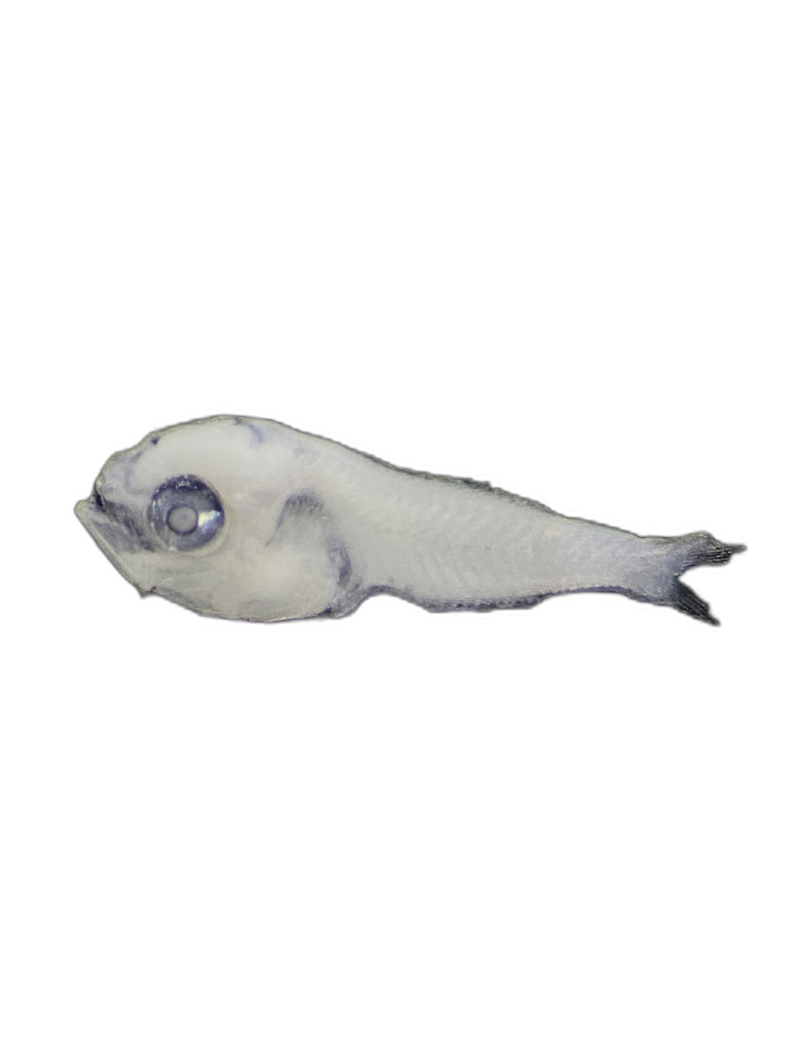 Larvae — 759BTr27H2L
