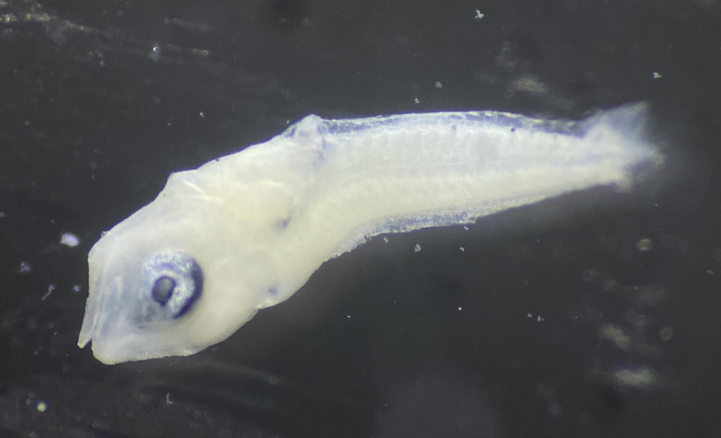Larvae — 75BTr34H4L