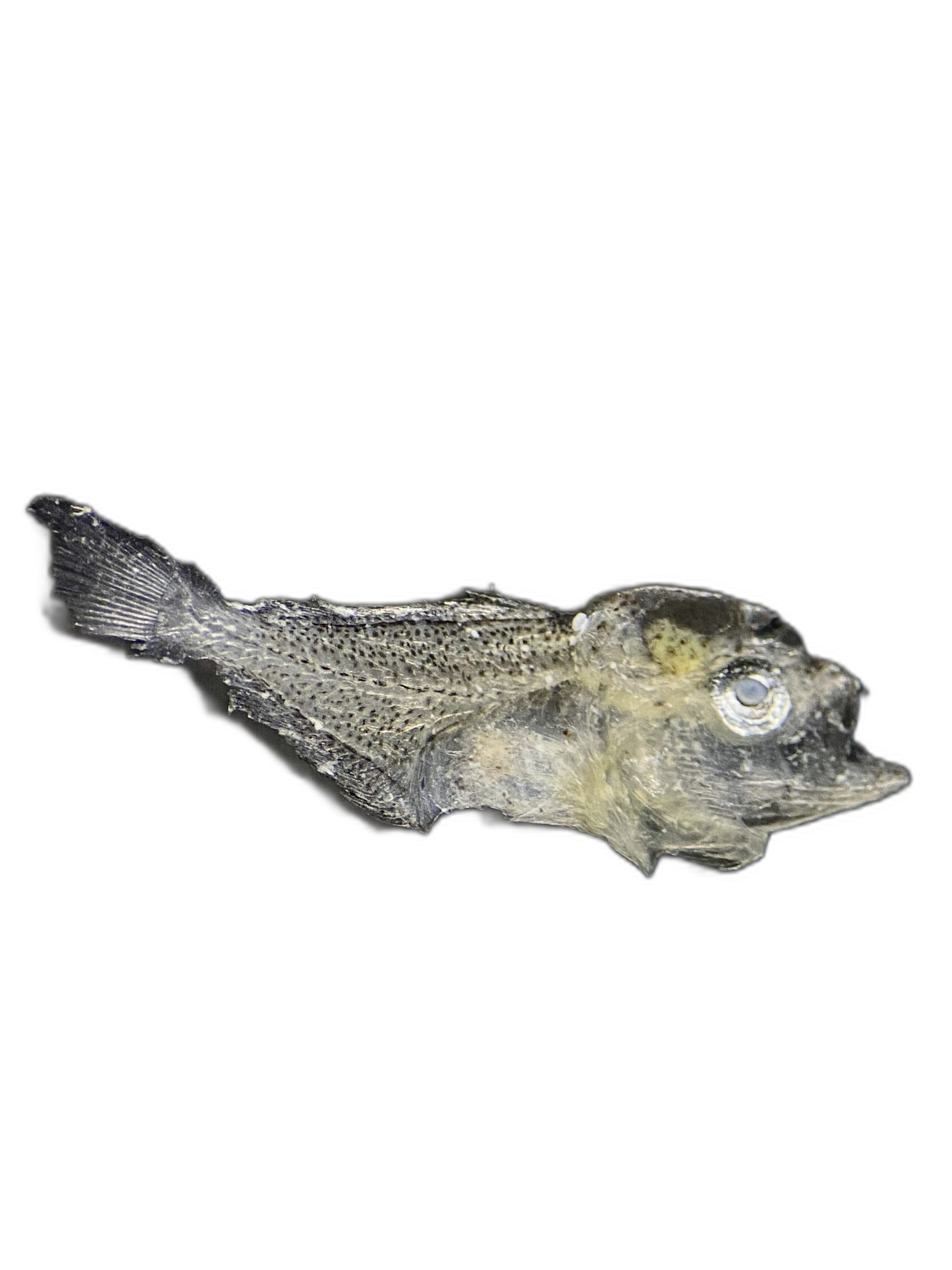 Larvae — 789BTr74H3L