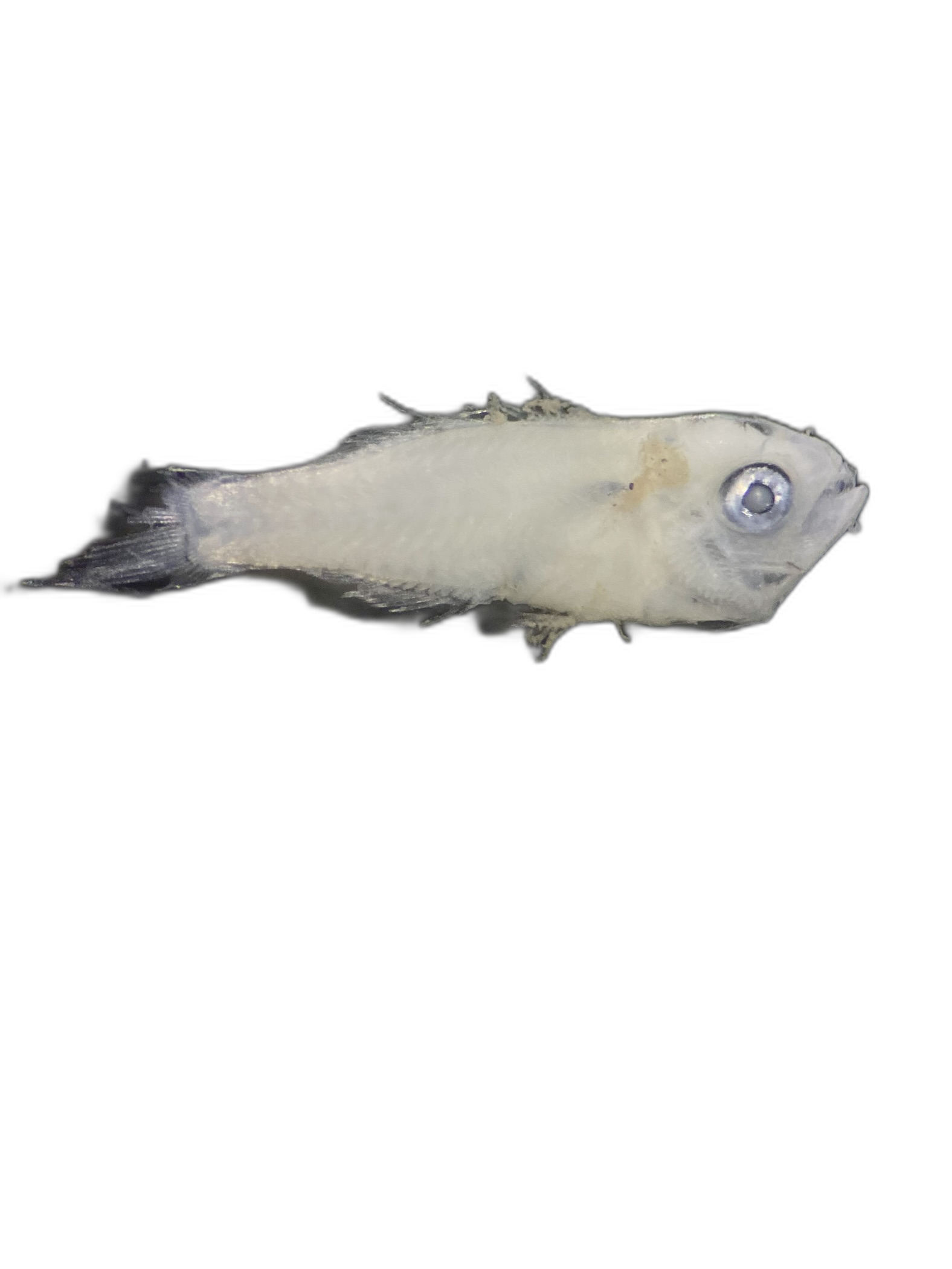 Larvae — 793BTr104H3L