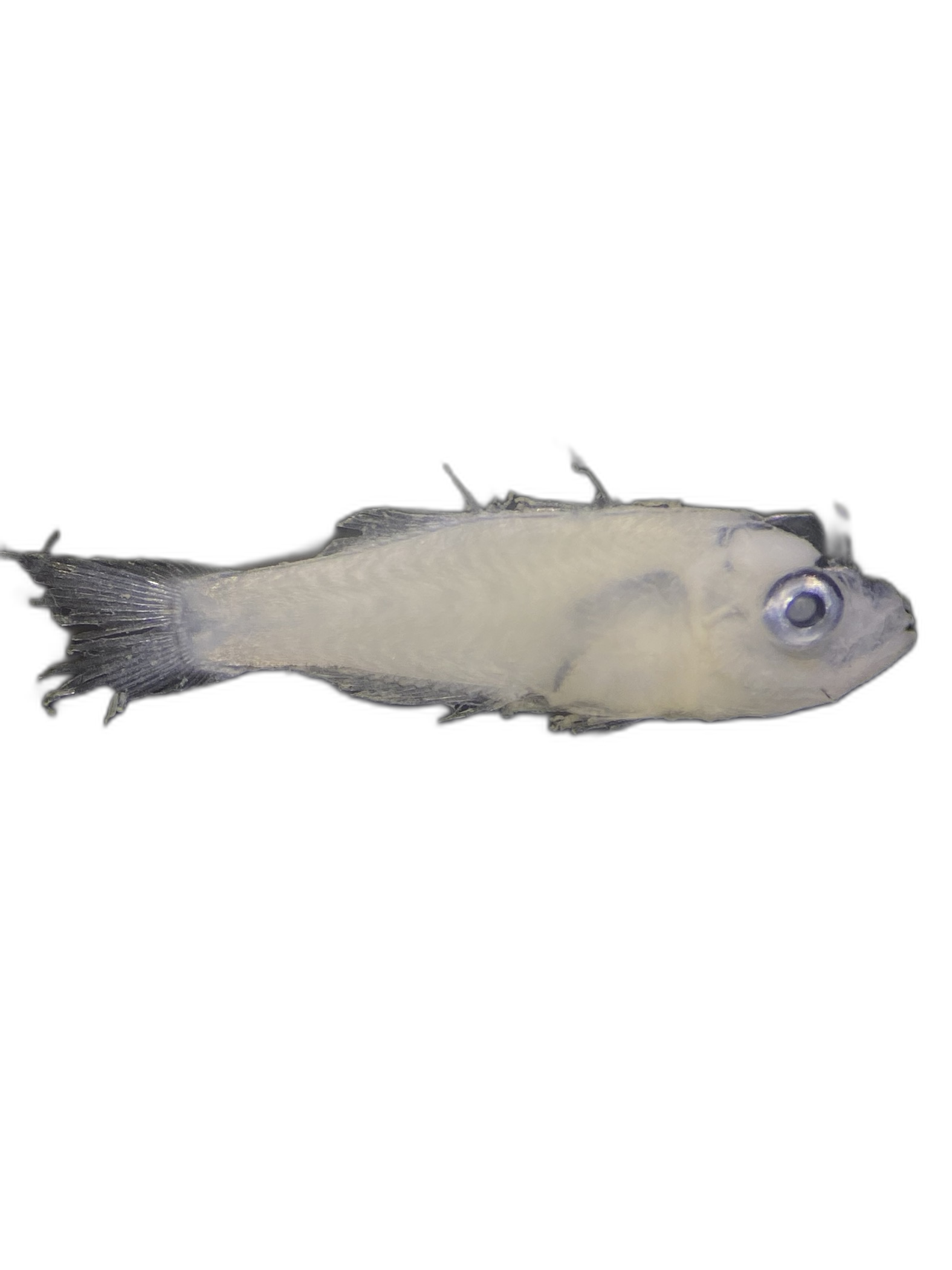 Larvae — 794BTr104H4L