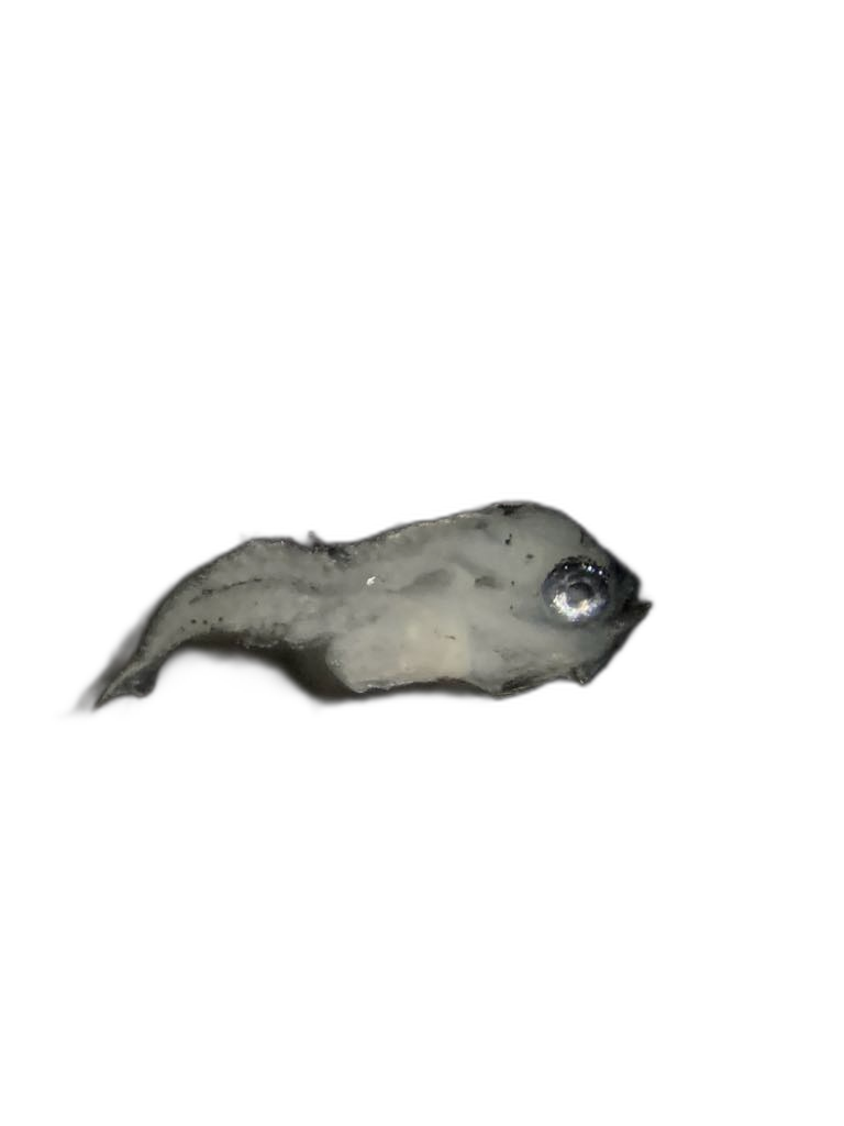 Larvae — 896H84H3L