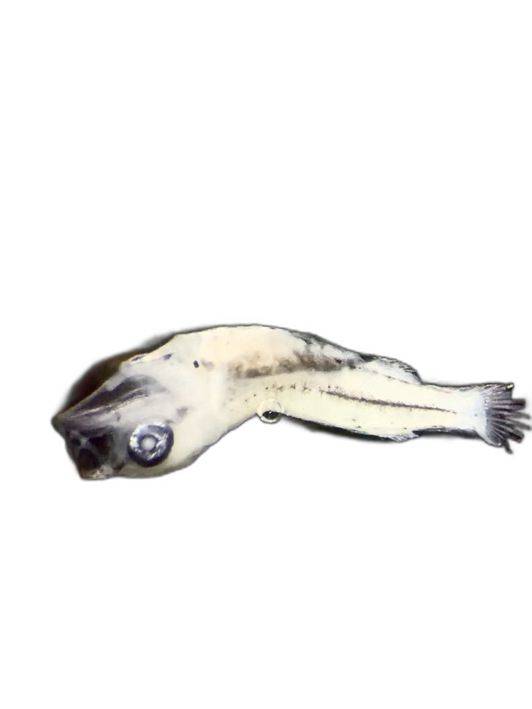 Larvae — 900H34H1L