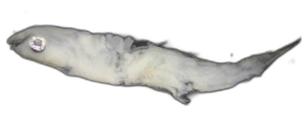 Specimen image