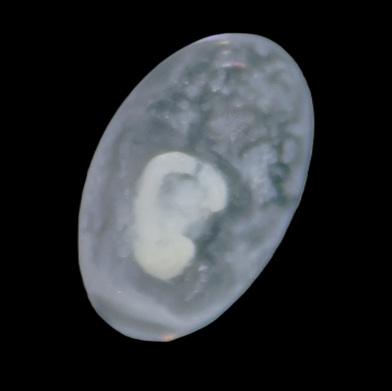 Specimen image