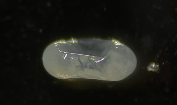 Specimen image