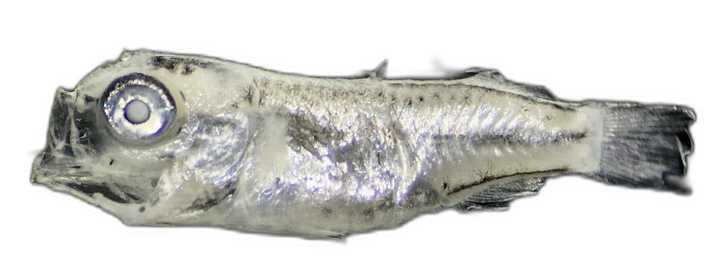 Specimen image