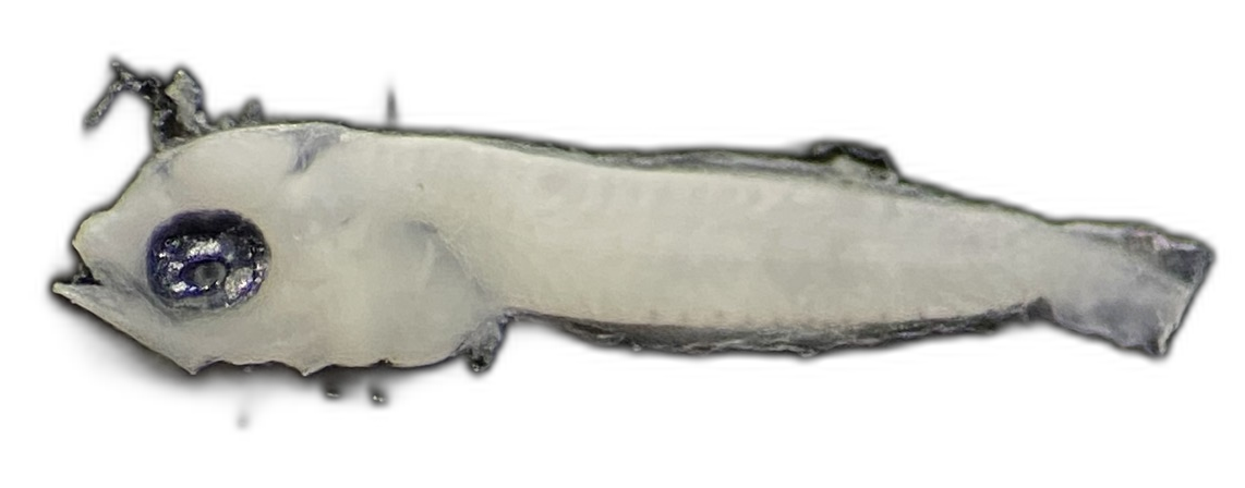 Specimen image