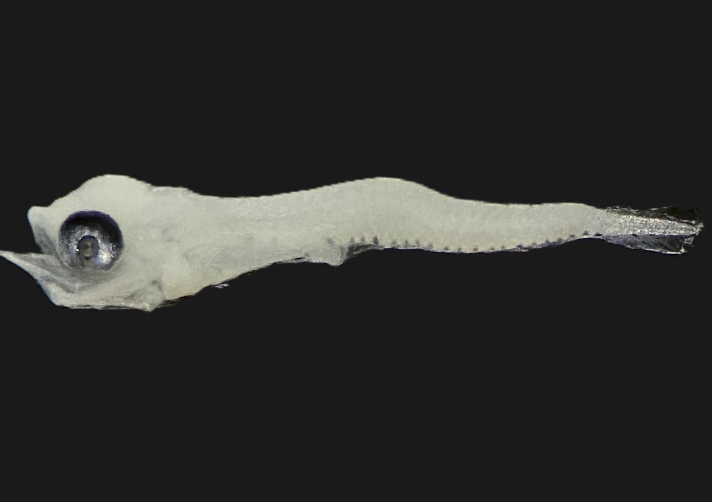 Specimen image