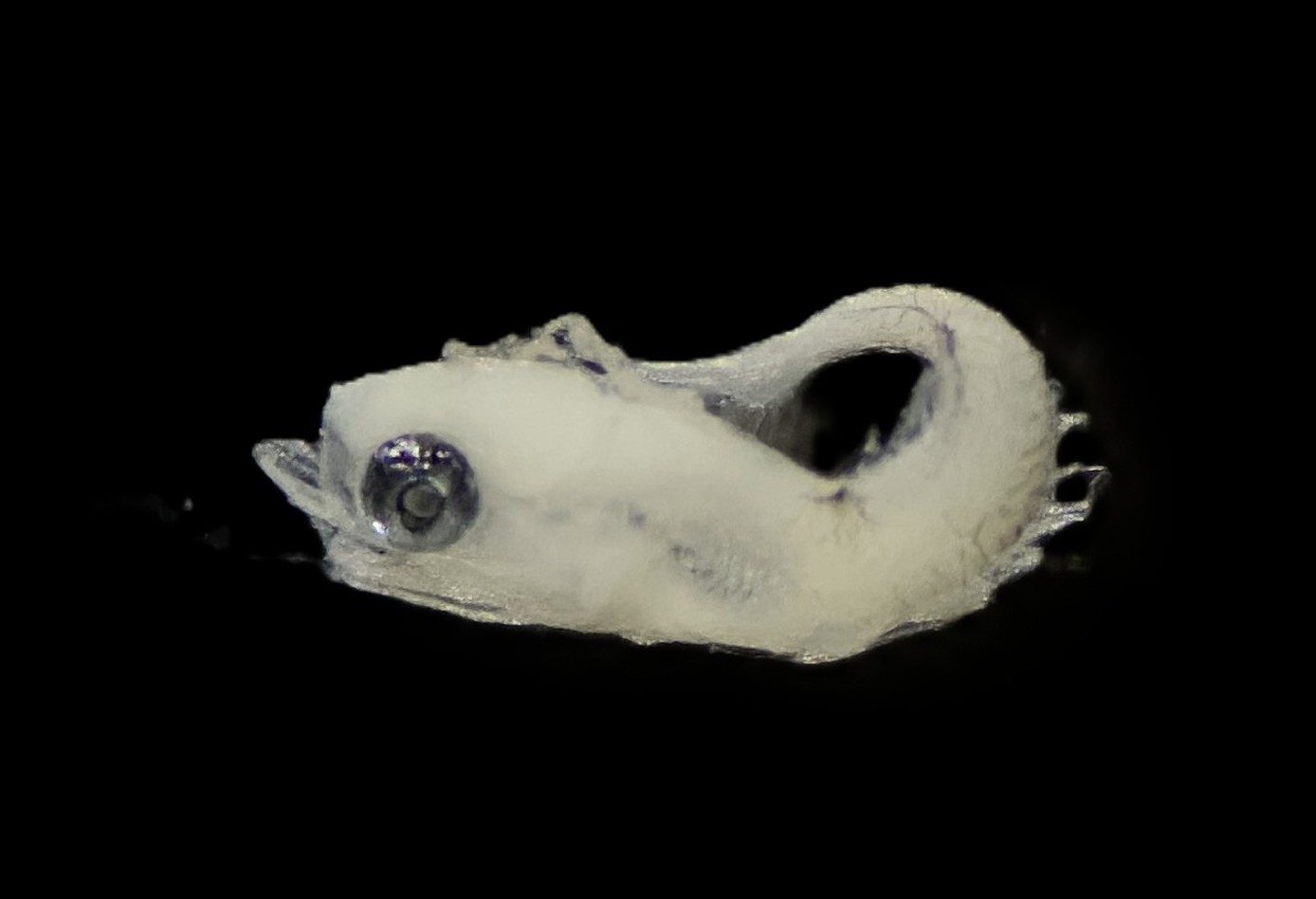 Specimen image