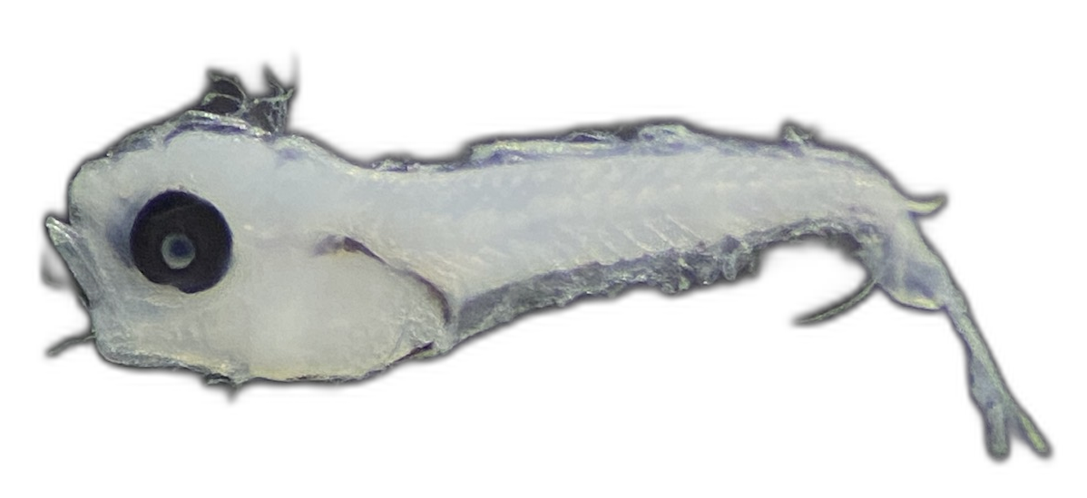 Specimen image