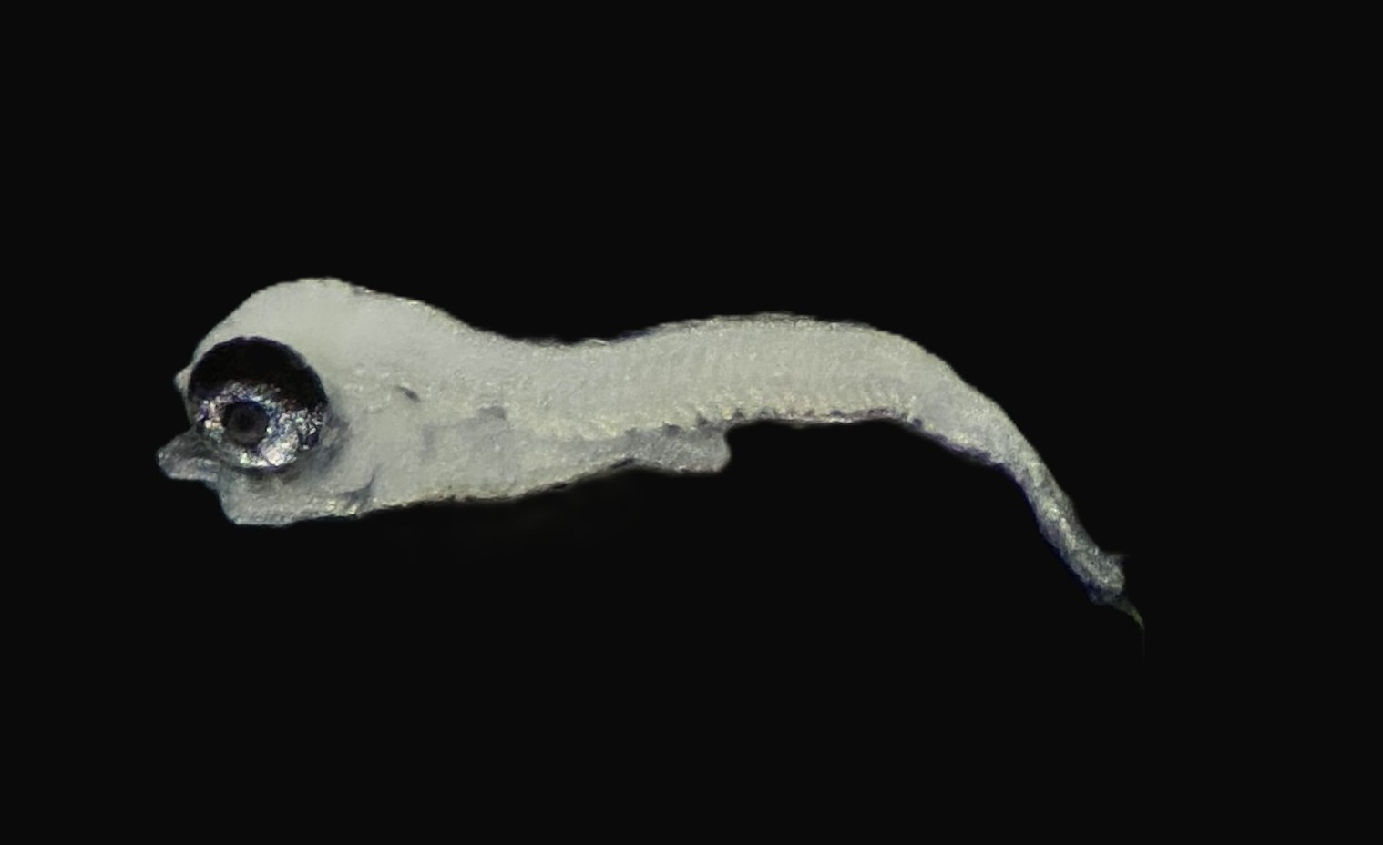 Specimen image