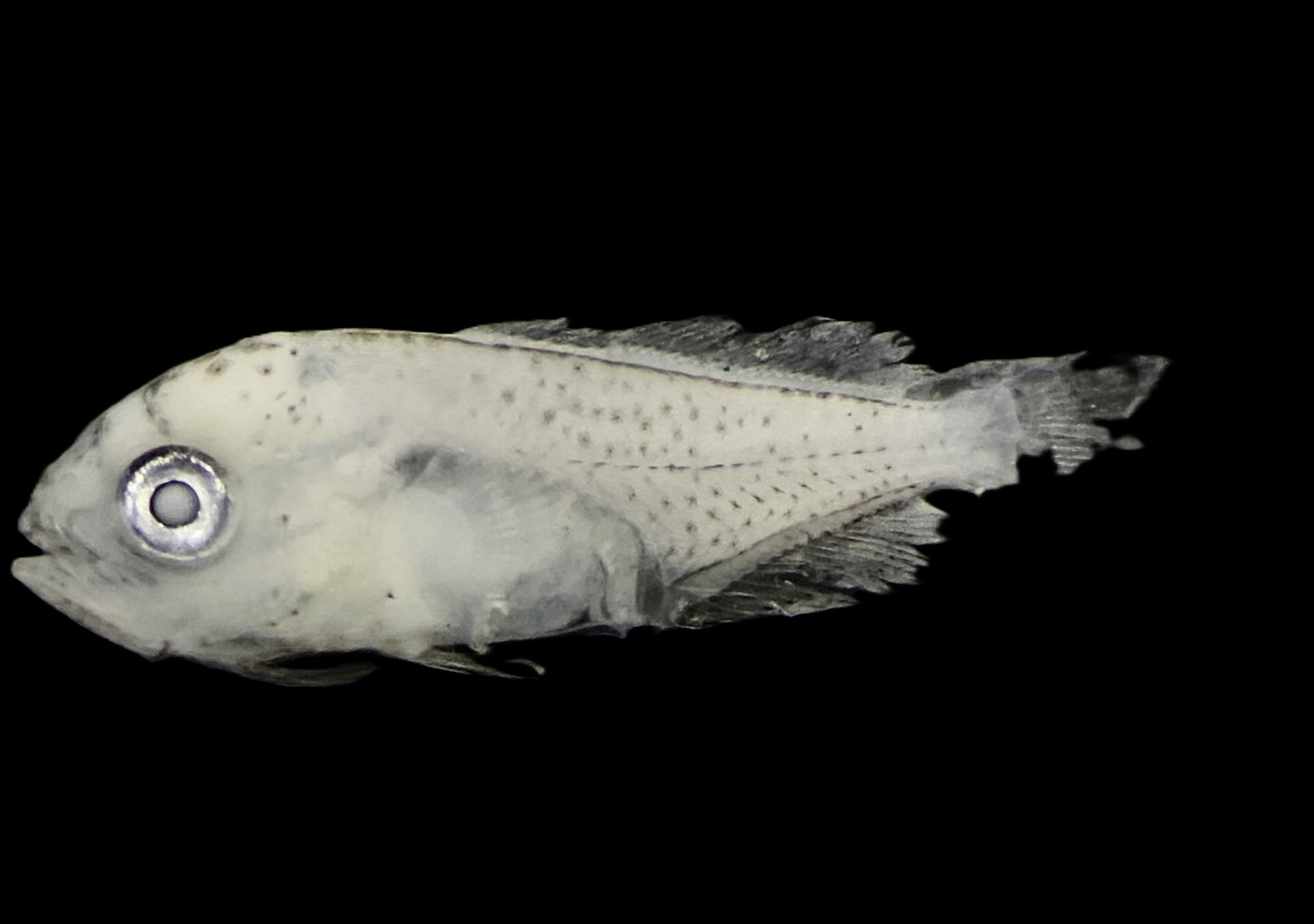 Specimen image