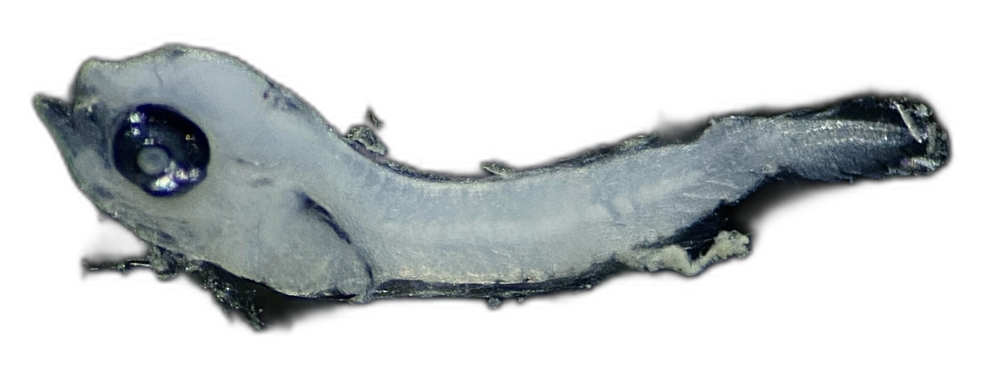 Specimen image