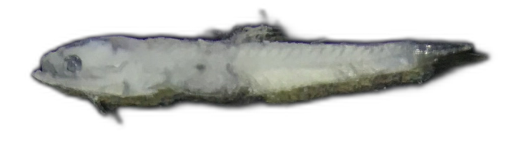 Specimen image