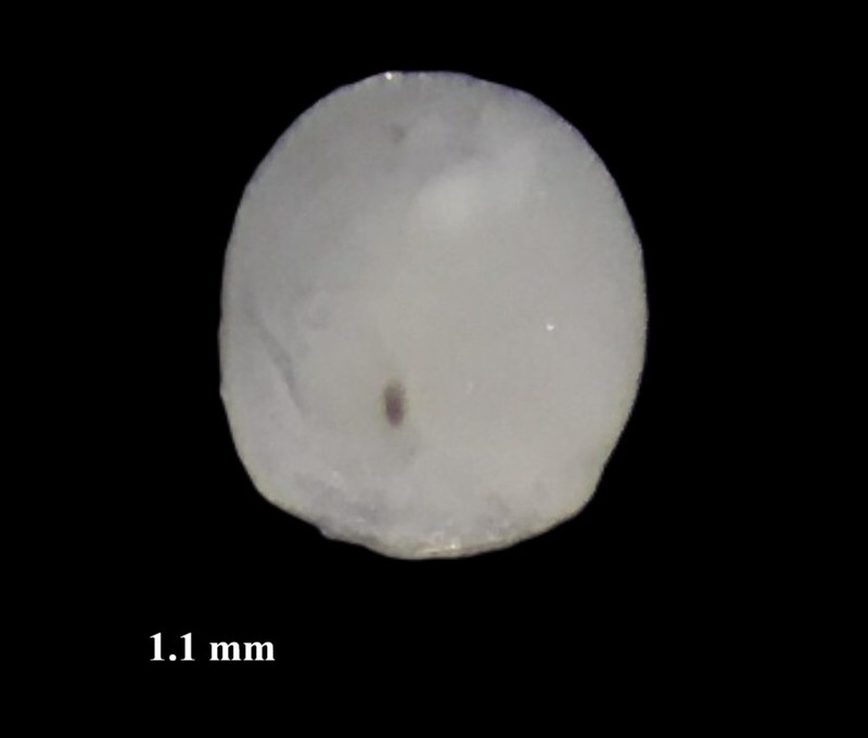 Specimen image
