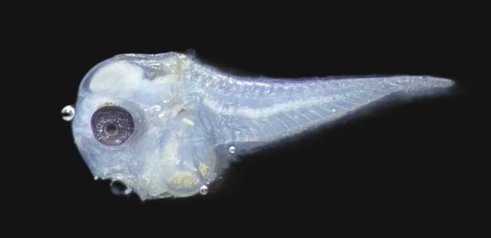Specimen image